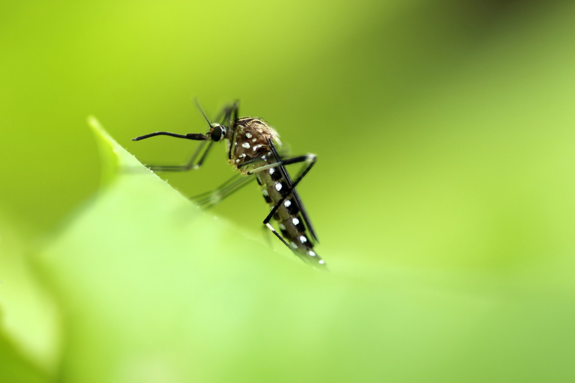 Emerging parasites and vectors in a rapidly changing world: from ecology to management