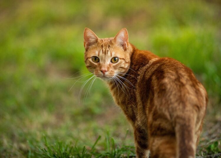 Study: Rising SARS-CoV-2 Seroprevalence and Patterns of Cross-Variant Antibody Neutralization in UK Domestic Cats. Image Credit: Gunnar Rathbun/Shutterstock