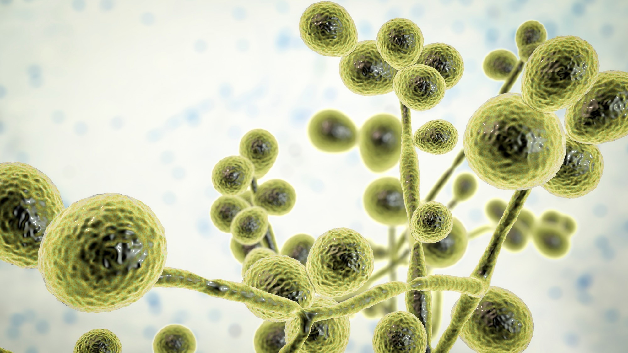 Study: Epidemiology, management and outcome of candidaemia in patients with diabetes. Image Credit: Kateryna Kon/Shutterstock