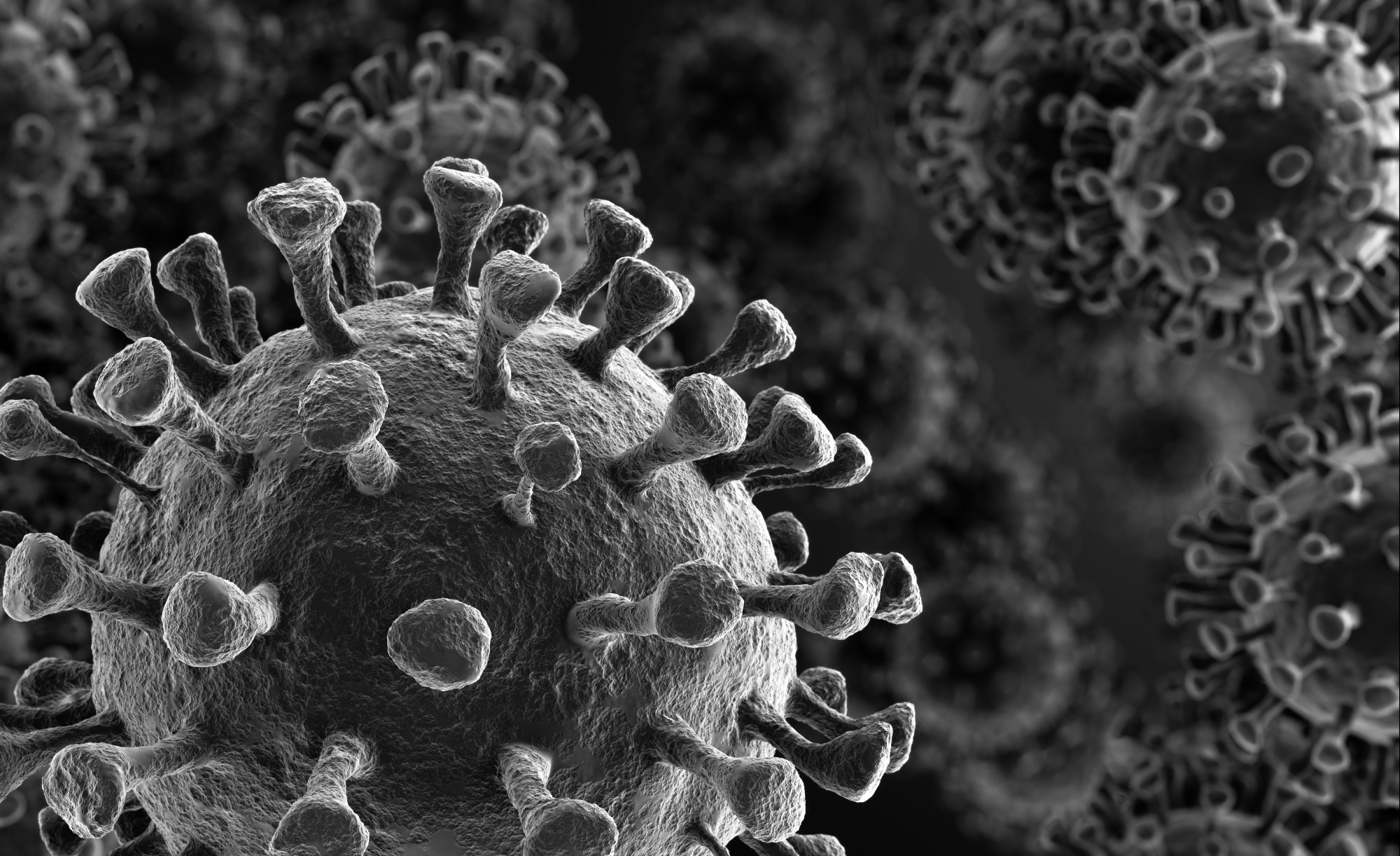 Caractères immunopeptidiques des cellules humaines infectées par le CoV-OC43