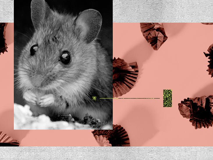 Certaines bactéries intestinales peuvent influencer la suralimentation de friandises sucrées