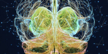 De faibles niveaux de vitamine D dans le cerveau liés à un risque accru de démence