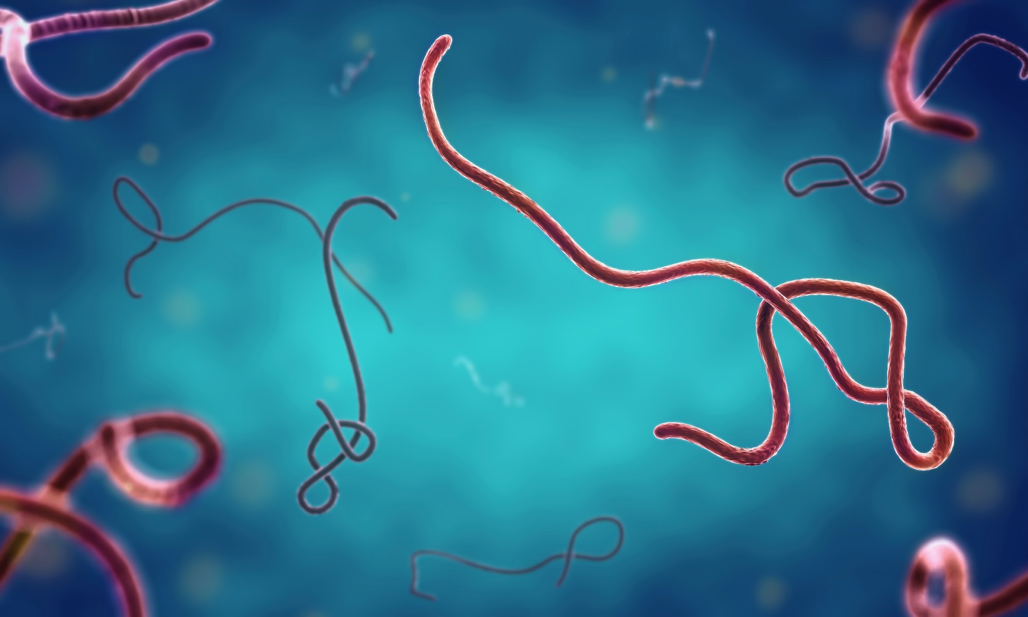 Study: Filoviruses: Innate Immunity, Inflammatory Cell Death, and Cytokines. Image Credit: ffikretow/Shutterstock