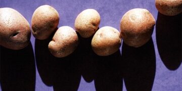 Pommes de terre et risque de diabète : la méthode de cuisson compte
