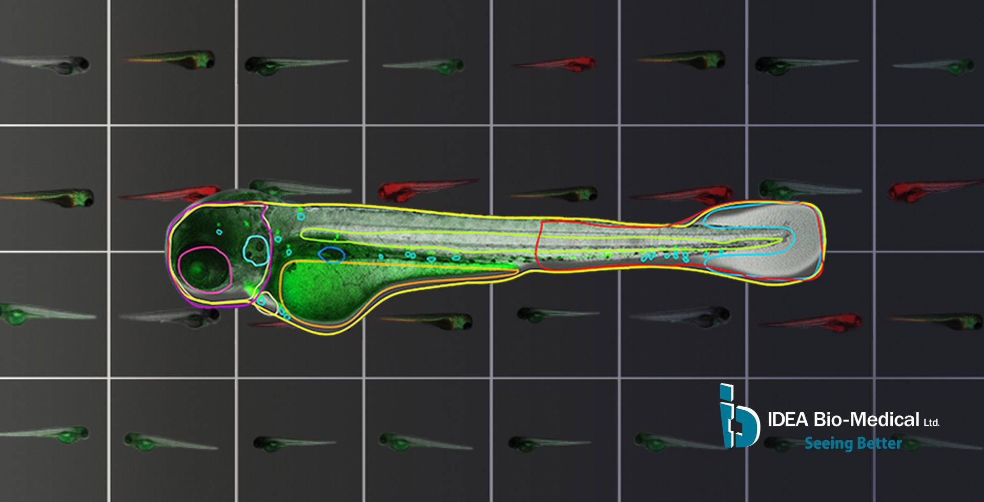 Quelle est la prochaine étape pour la microscopie du poisson zèbre en 2023