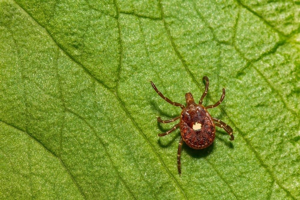 Study: Bourbon Virus Transmission, New York, USA. Image Credit: Jay Ondreicka/Shutterstock