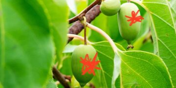 Cancer du poumon : comment le jus de fruit de sarunashi peut inhiber la croissance tumorale