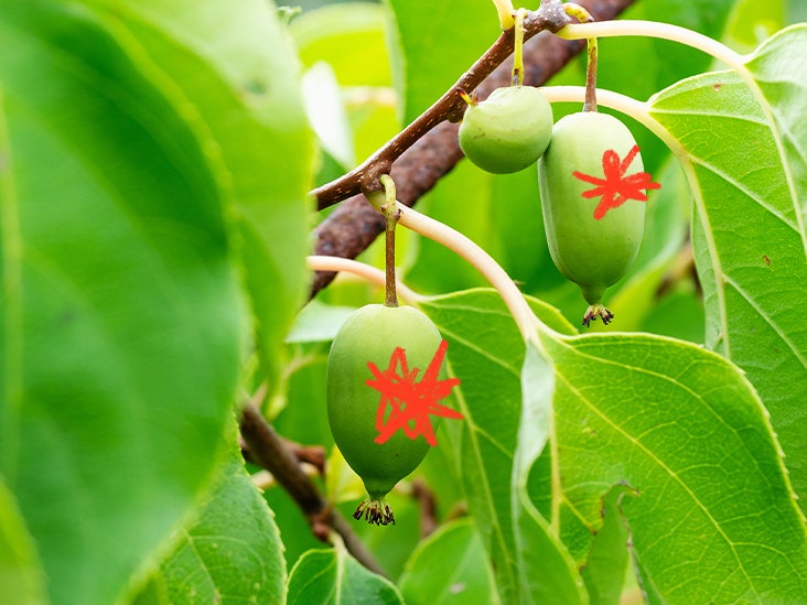 Cancer du poumon : comment le jus de fruit de sarunashi peut inhiber la croissance tumorale