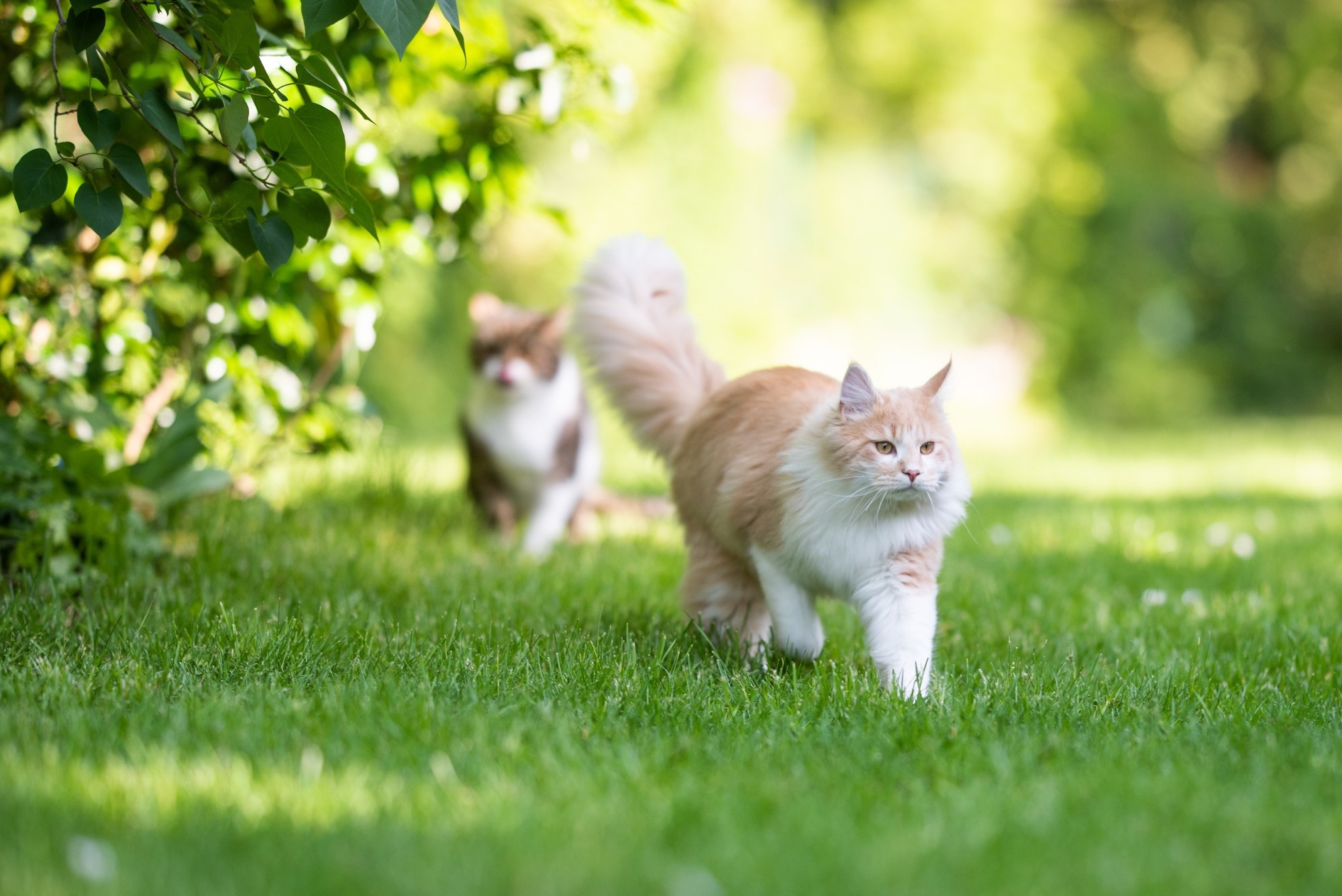 Study: Surveillance for SARS-CoV-2 in Ohio’s wildlife, companion, and agricultural animals. Image Credit: Nils Jacobi/Shutterstock