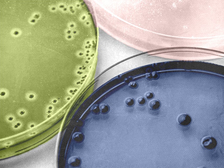 Comment les cellules immunitaires peuvent contribuer aux conditions liées à l'obésité