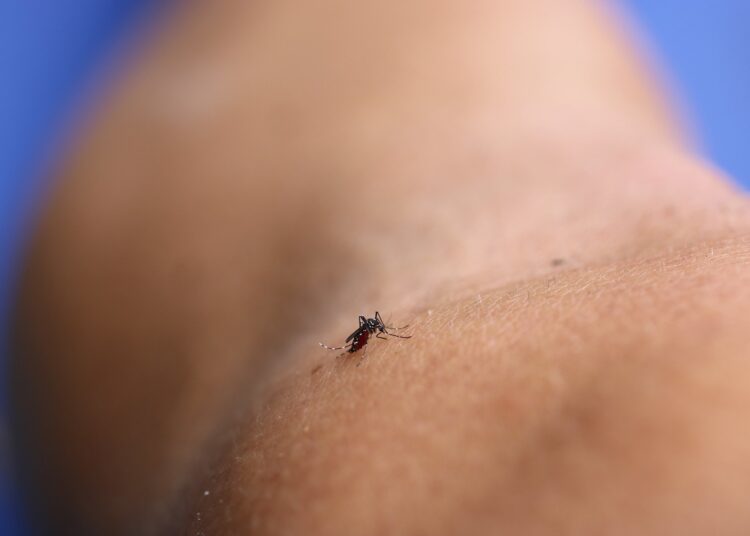 Study: Genomic and phenotypic analyses suggest moderate fitness differences among Zika virus lineages. Image Credit: NIAID