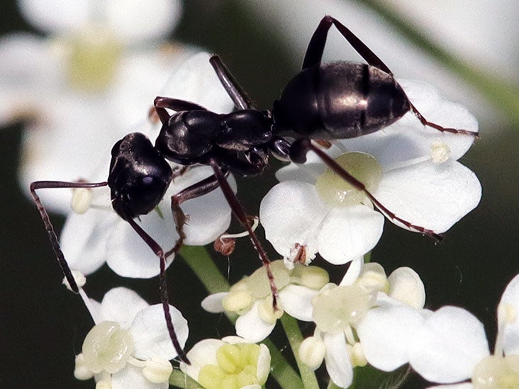 Des chercheurs ont entraîné des fourmis à détecter le cancer dans l'urine