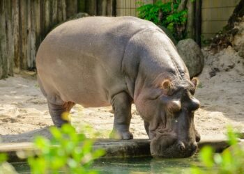 Study: SARS-CoV-2 Infection in a Hippopotamus, Hanoi, Vietnam. Image Credit: Sinellia/Shutterstock