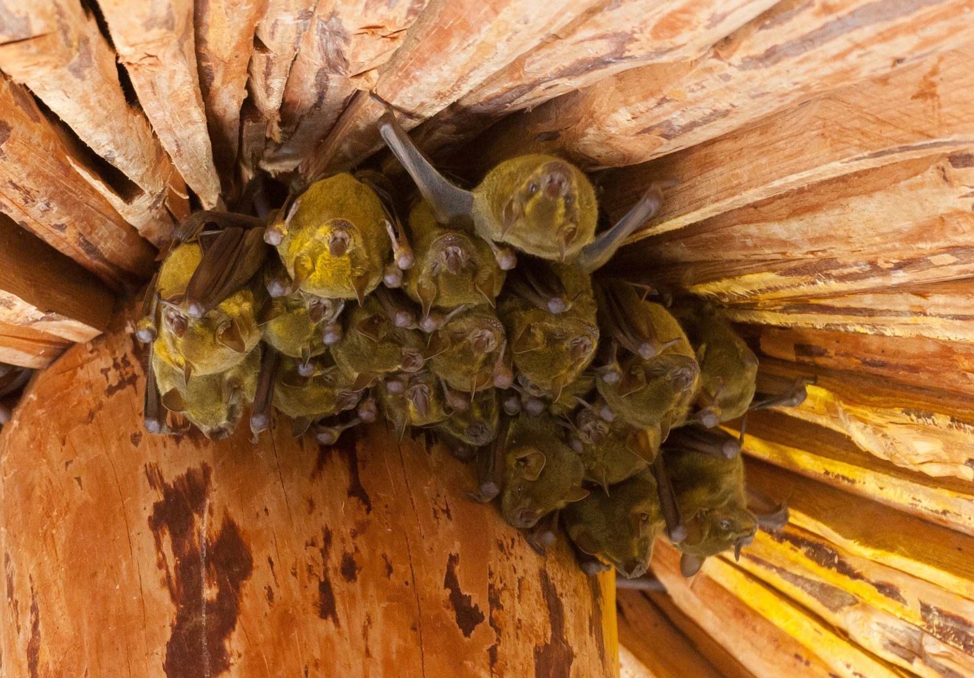 Study: Regulatory T Cell-like Response to SARS-CoV-2 in Jamaican Fruit Bats Transduced with Human ACE2. Image Credit: Melinda Fawver / Shutterstock