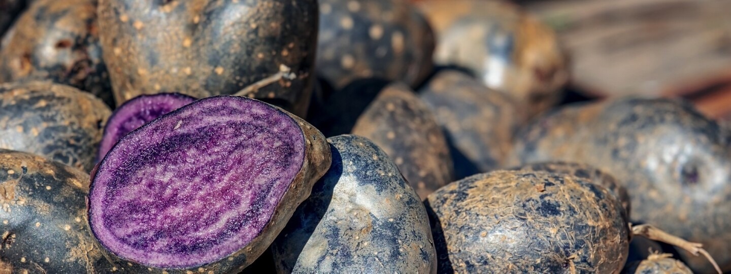 Red, purple and blue pigments in plants can reduce the risk of diabetes
