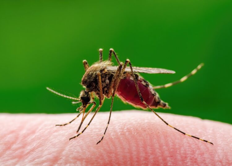 Study: European projections of West Nile virus transmission under climate change scenarios. Image Credit: nechaevkon/Shutterstock
