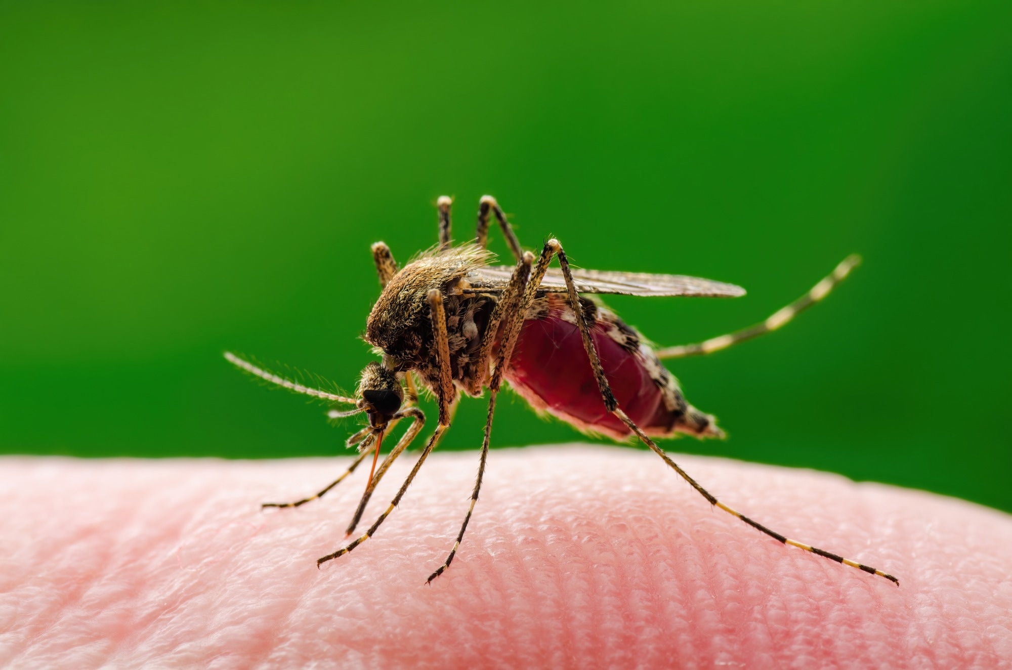 Study: European projections of West Nile virus transmission under climate change scenarios. Image Credit: nechaevkon/Shutterstock