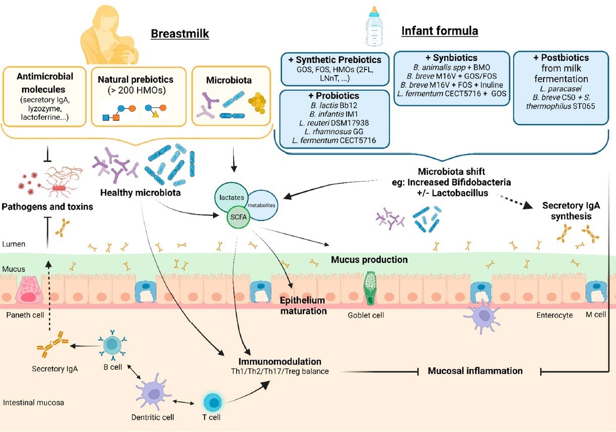 Effets supposés sur la barrière intestinale, l'immunité et le microbiote des préparations pour nourrissons supplémentées en pré-, pro-, syn- et postbiotiques par rapport à l'allaitement. Légende : BMO : oligosaccharides dérivés du lait de vache ; FOS - fructo-oligosaccharides ; GOS - galacto-oligosaccharides ; HMO : oligosaccharides du lait maternel.