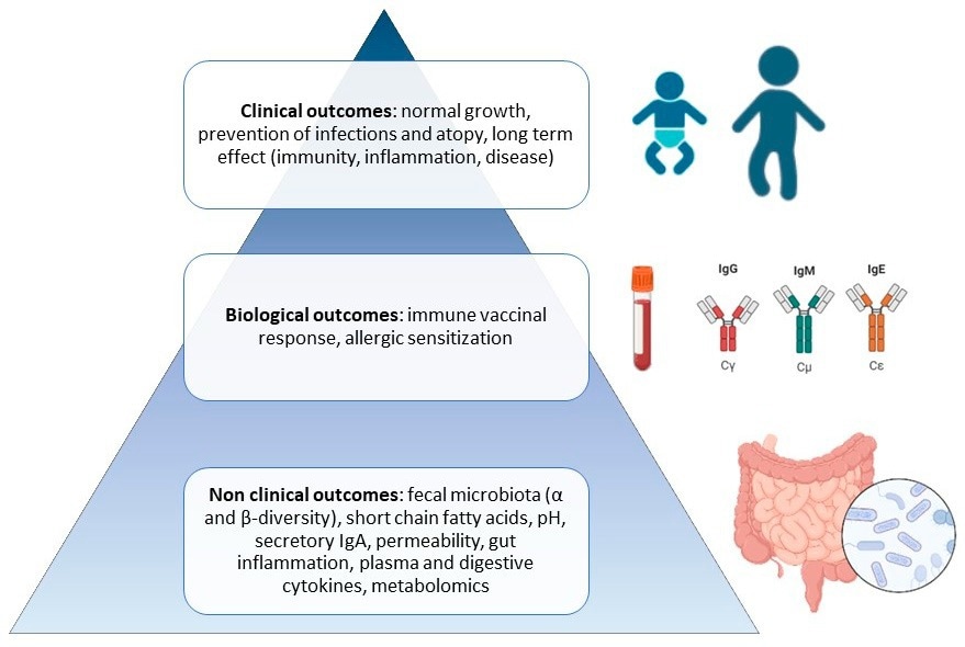 Pyramide des résultats précliniques et cliniques attendus des pré-, pro-, syn- et postbiotiques pendant la petite enfance.