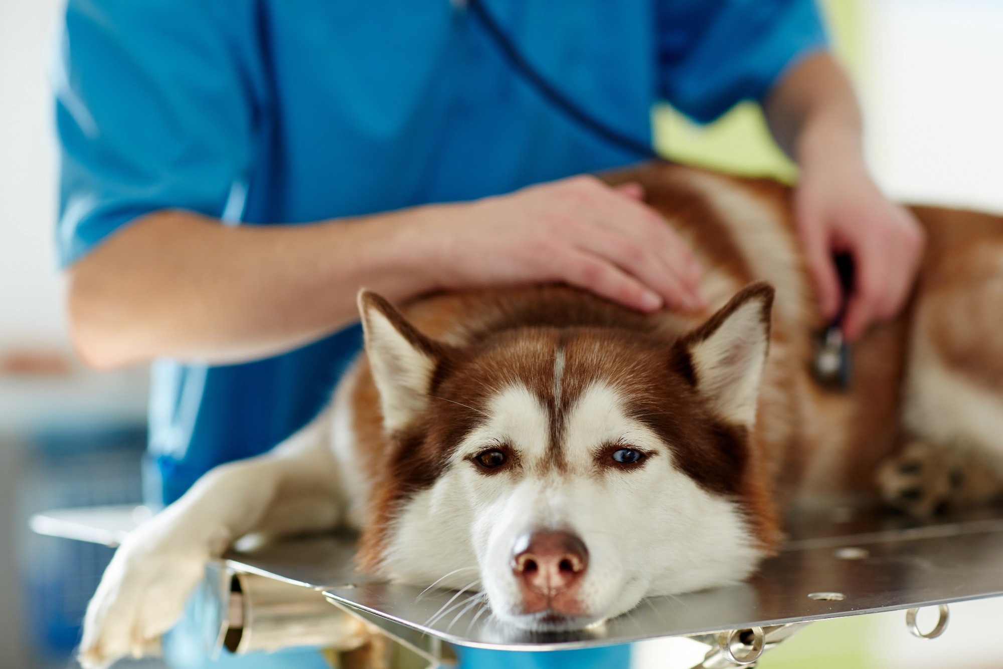 Study: Molecular evidence of widespread benzimidazole drug resistance in Ancylostoma caninum from domestic dogs throughout the USA and discovery of a novel β-tubulin benzimidazole resistance mutation. Image Credit: Pressmaster / Shutterstock