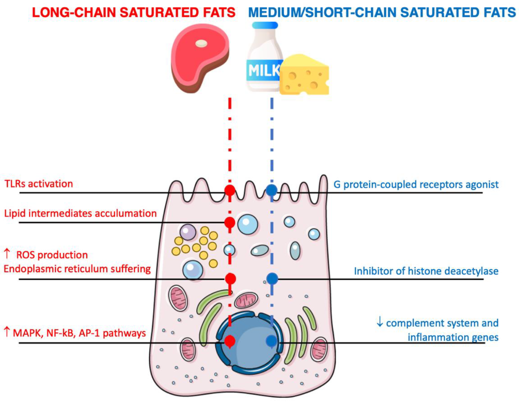 Mécanismes d'action liés aux effets des voies inflammatoires des acides gras saturés sur les cellules intestinales.  Les flèches indiquent incrément/augmentation ou décrément/diminution.