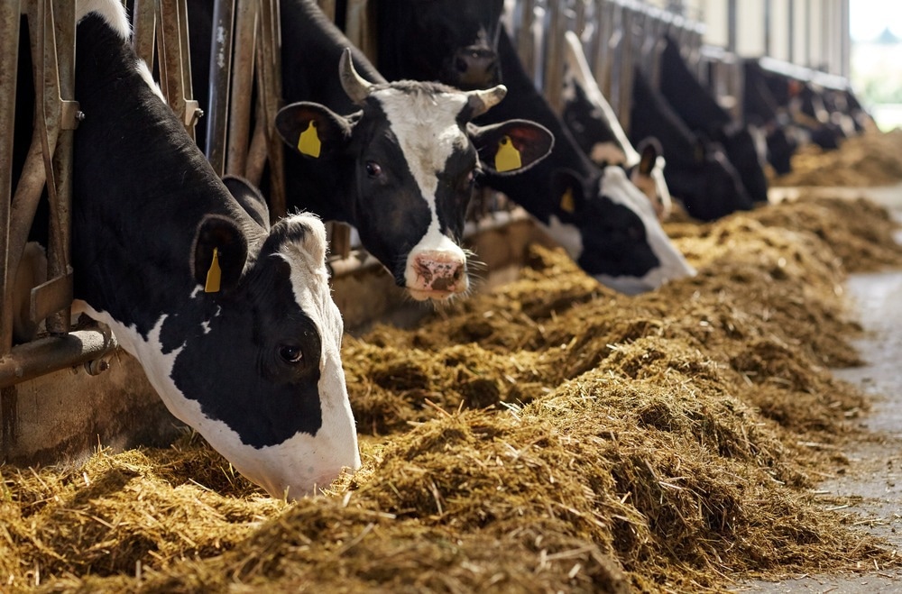 Le commerce international de colistine dans l'alimentation animale se poursuit sans relâche