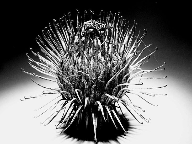 Potentiel anti-âge et cicatrisant trouvé dans une mauvaise herbe envahissante