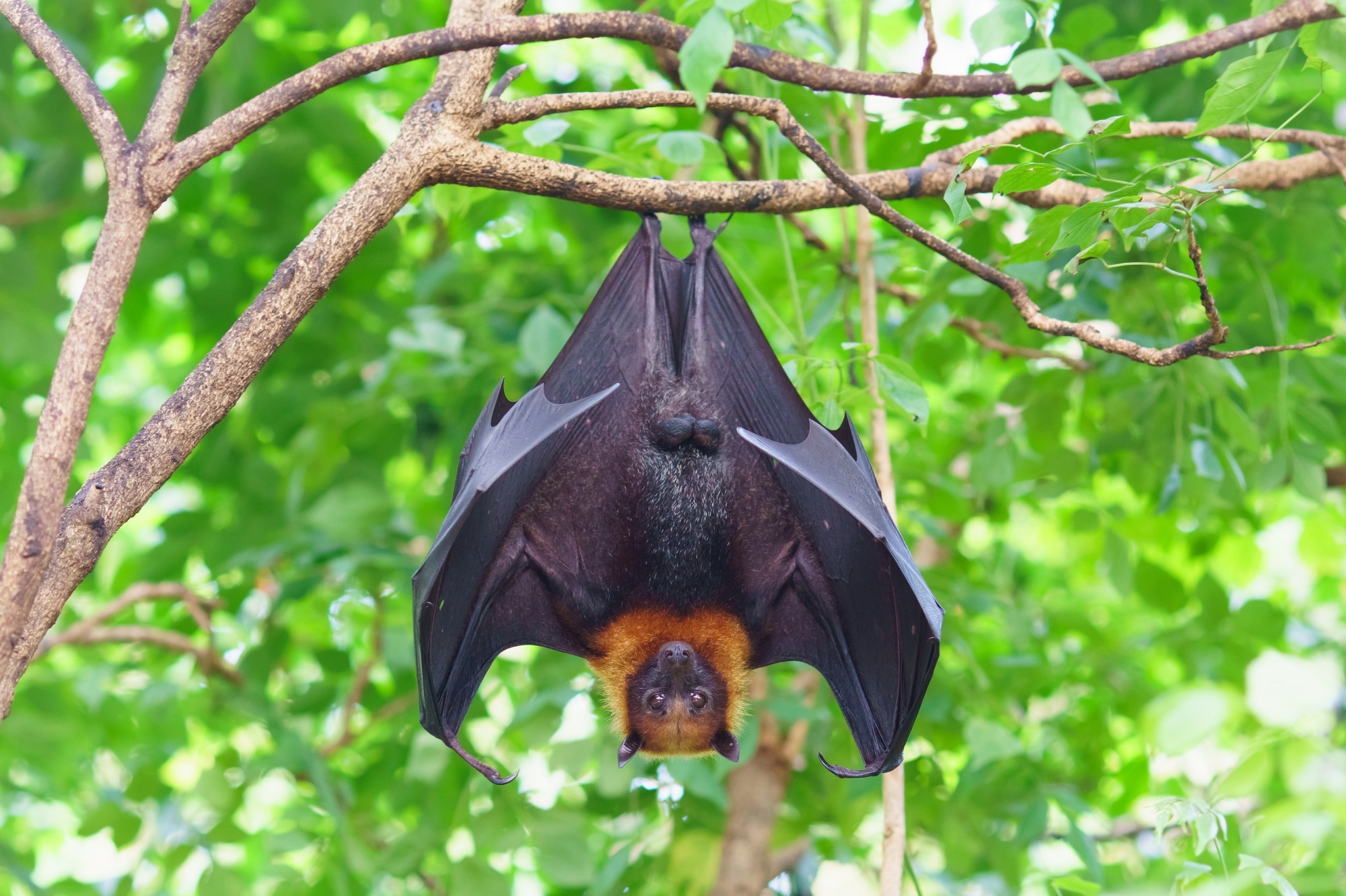 Study: Exposure to diverse sarbecoviruses indicates frequent zoonotic spillover in human communities interacting with wildlife. Image Credit: jekjob / Shutterstock