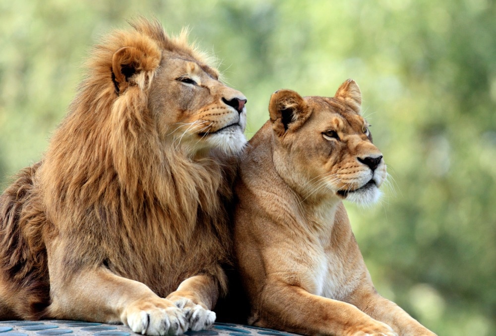 Study: SARS-CoV-2 surveillance between 2020 and 2021 of all mammalian species in two Flemish zoos (Antwerp Zoo and Planckendael Zoo). Image Credit: ArtMediaFactory / Shutterstock.com