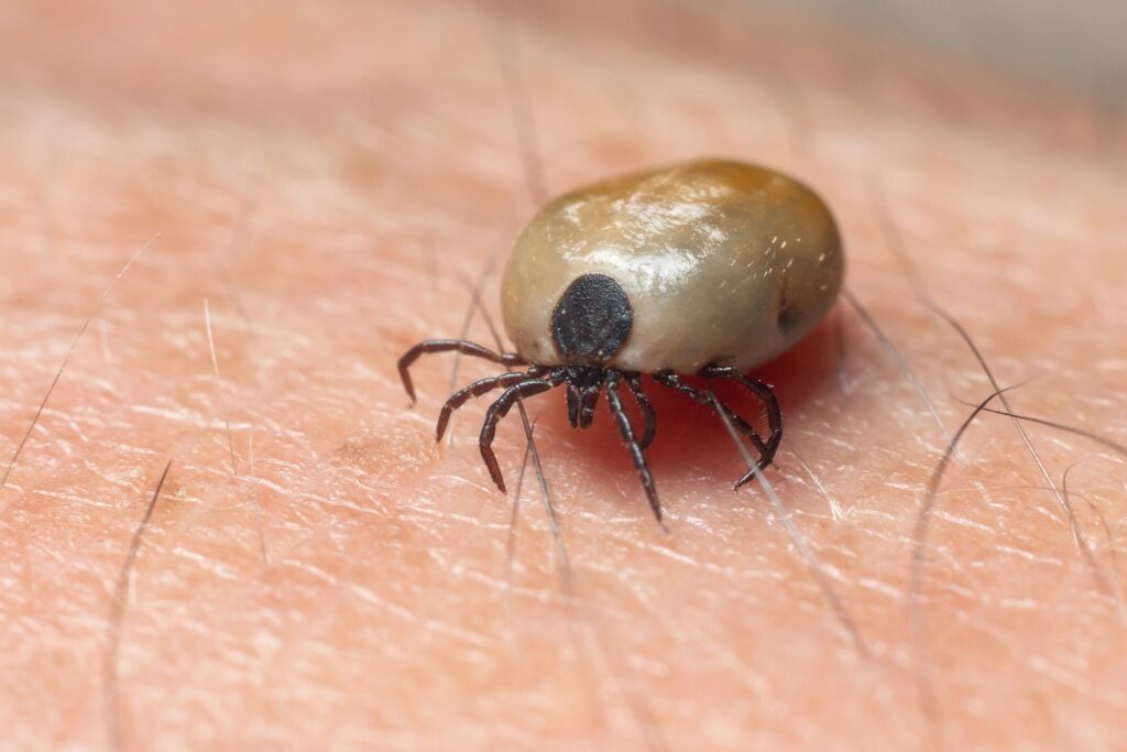Synopsis: Bacterial Agents Detected in 418 Ticks Removed from Humans during 2014–2021, France. Image Credit: Afanasiev Andrii / Shutterstock