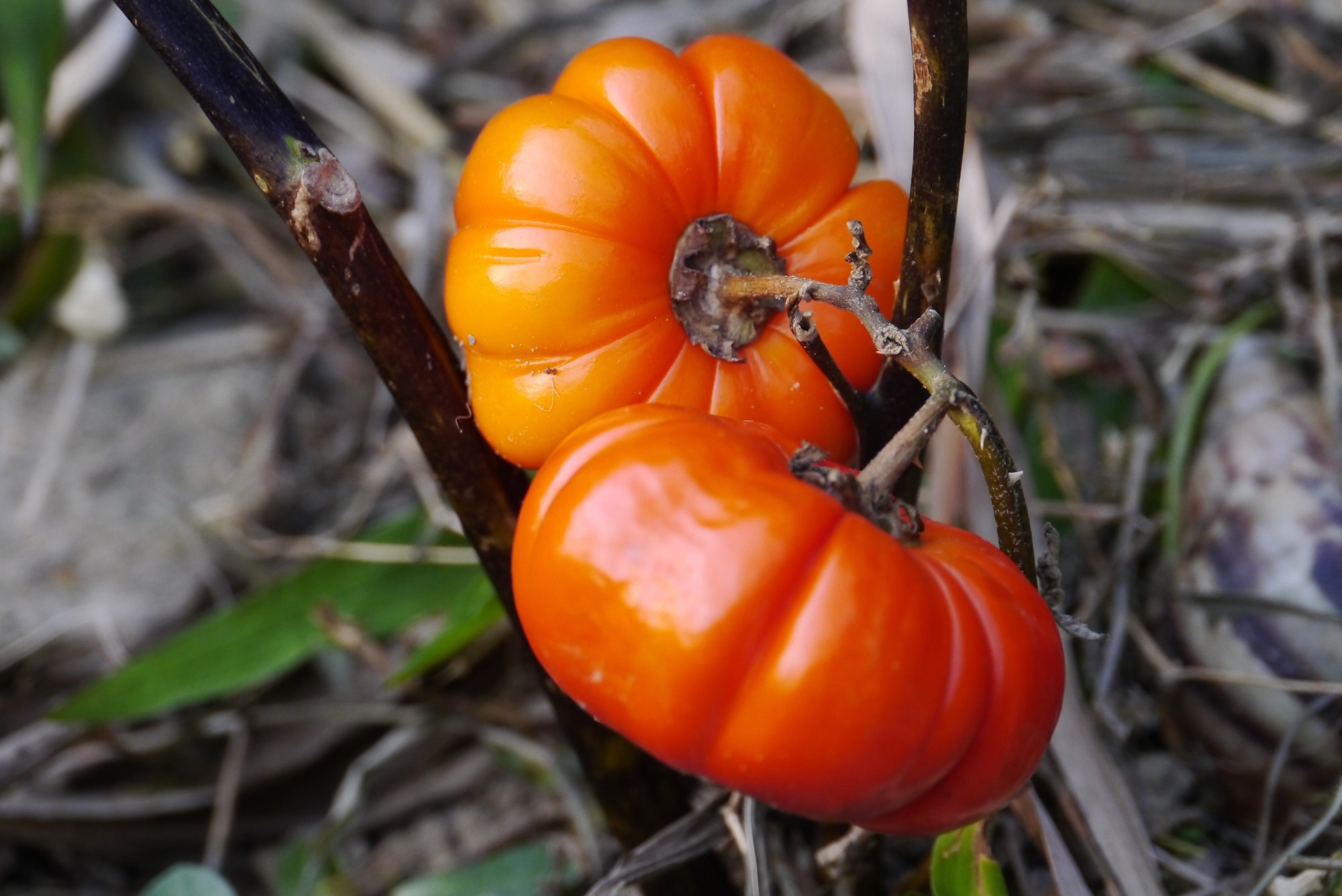 Study: Forgotten food crops in sub-Saharan Africa for healthy diets in a changing climate. Image Credit: eric1207cvb / Shutterstock