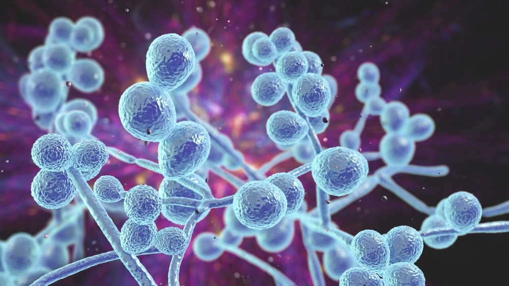 Study: Climate change, animals, and Candida auris: insights into the ecological niche of a new species from a one health approach. Image Credit: Kateryna Kon/Shutterstock.com