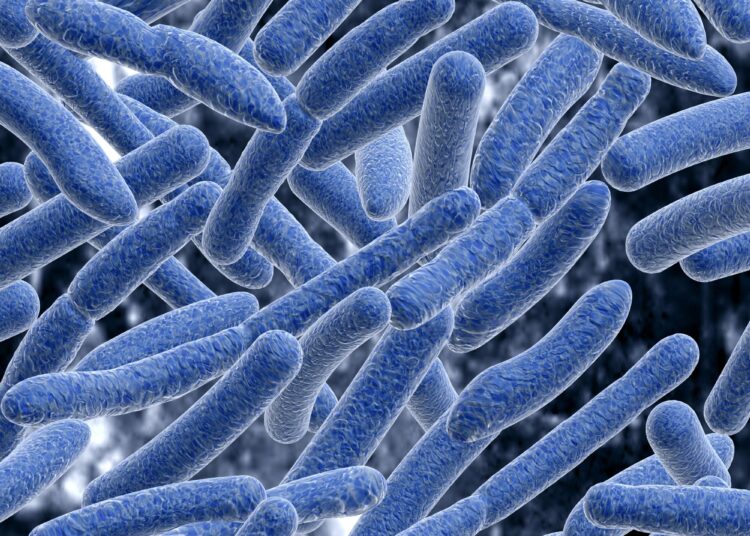 Implications écologiques et évolutives du partage des métabolites entre différents microbes dans le microbiome intestinal
