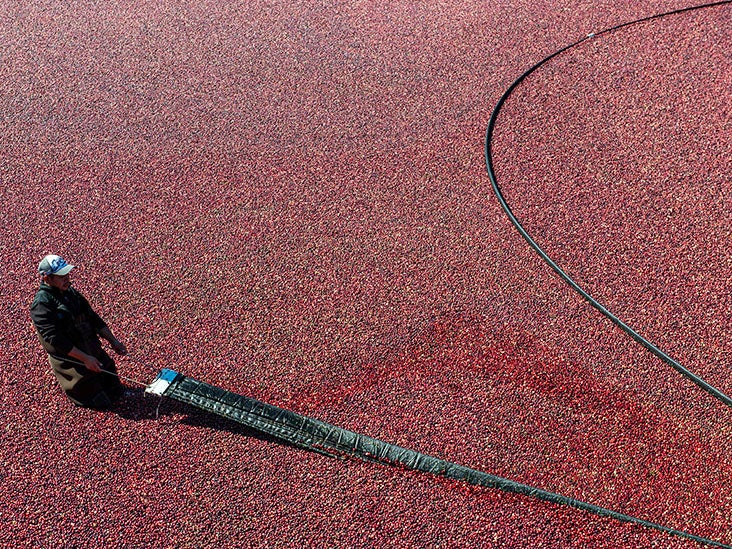 Le jus de canneberge est-il vraiment efficace contre les infections urinaires ?