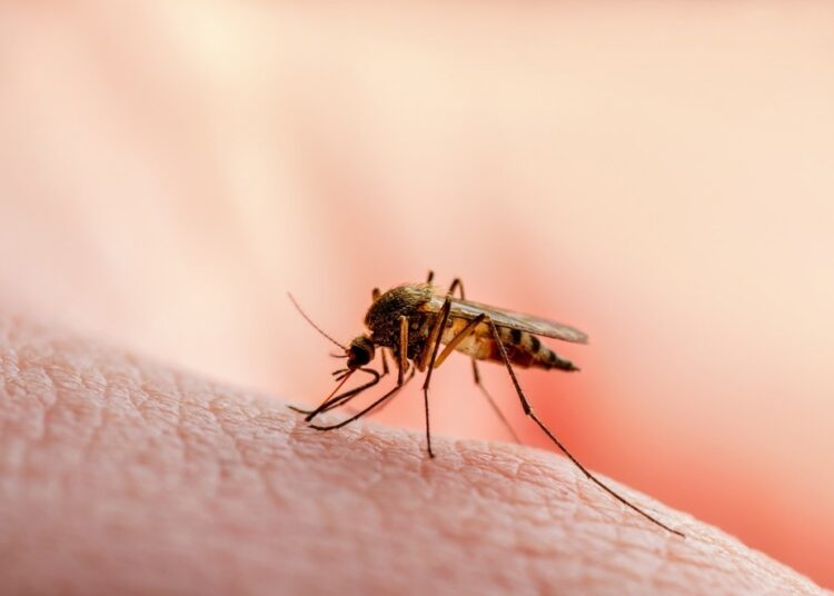 Study: Mosquito bite prevention through self-assembled cellulose nanocrystals. Image Credit: nechaevkon/Shutterstock.com
