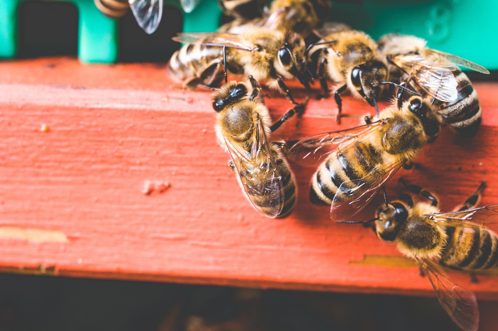 Study: Bee venom as an alternative for antibiotics against Staphylococcus aureus infections. Image Credit: Datenshutz-Stockfoto / Shutterstock.com