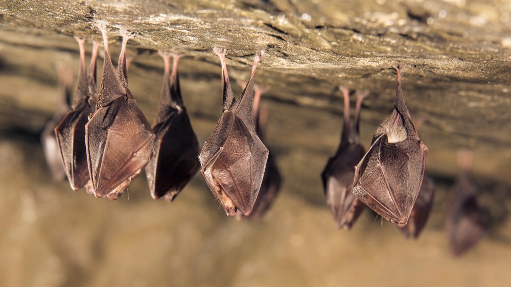 Study: Determinants of species-specific utilization of ACE2 by human and animal coronaviruses. Image Credit: MartinJanca/Shutterstock.com