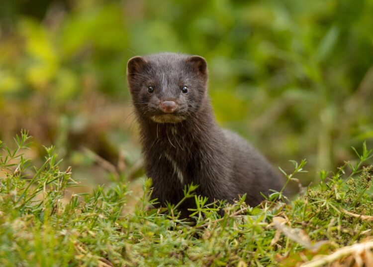 Study: Cryptic SARS-CoV-2 lineage identified on two mink farms as a possible result of long-term undetected circulation in an unknown animal reservoir, Poland, November 2022 to January 2023. Image Credit: Aninspiration/Shutterstock.com