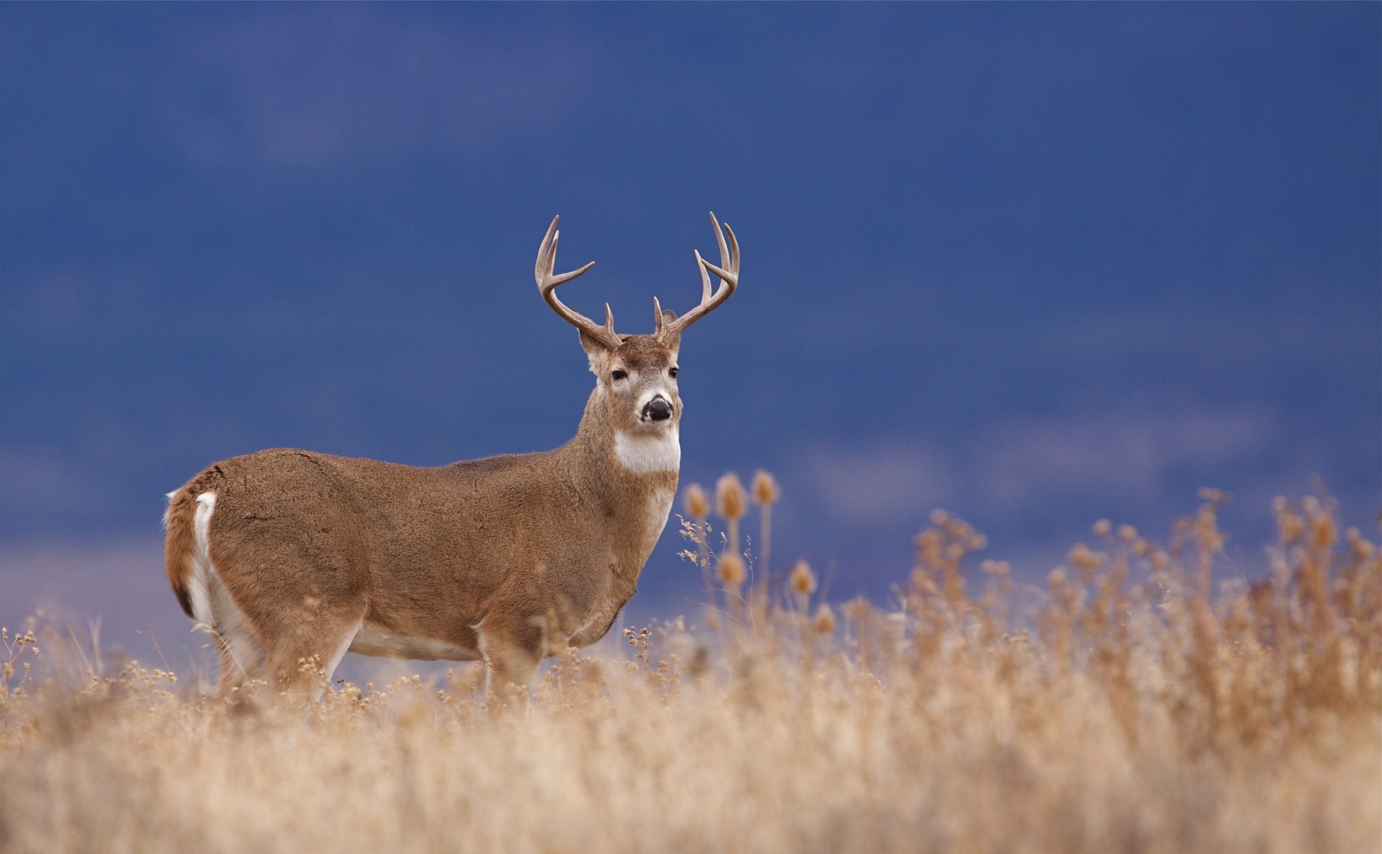 Study: Surveillance of Vermont wildlife in 2021-2022 reveals no detected SARS-CoV-2 viral RNA. Image Credit: TomReichner/Shutterstock.com