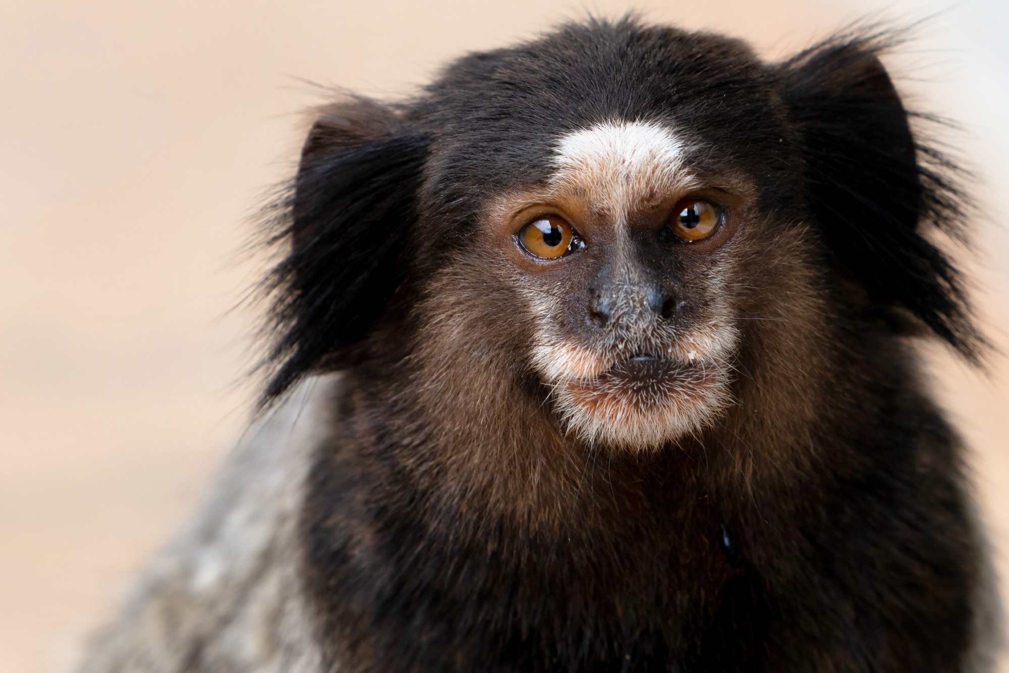 Study: Transmission risk of Oropouche fever across the Americas. Image Credit: pauloalberto82 / Shutterstock