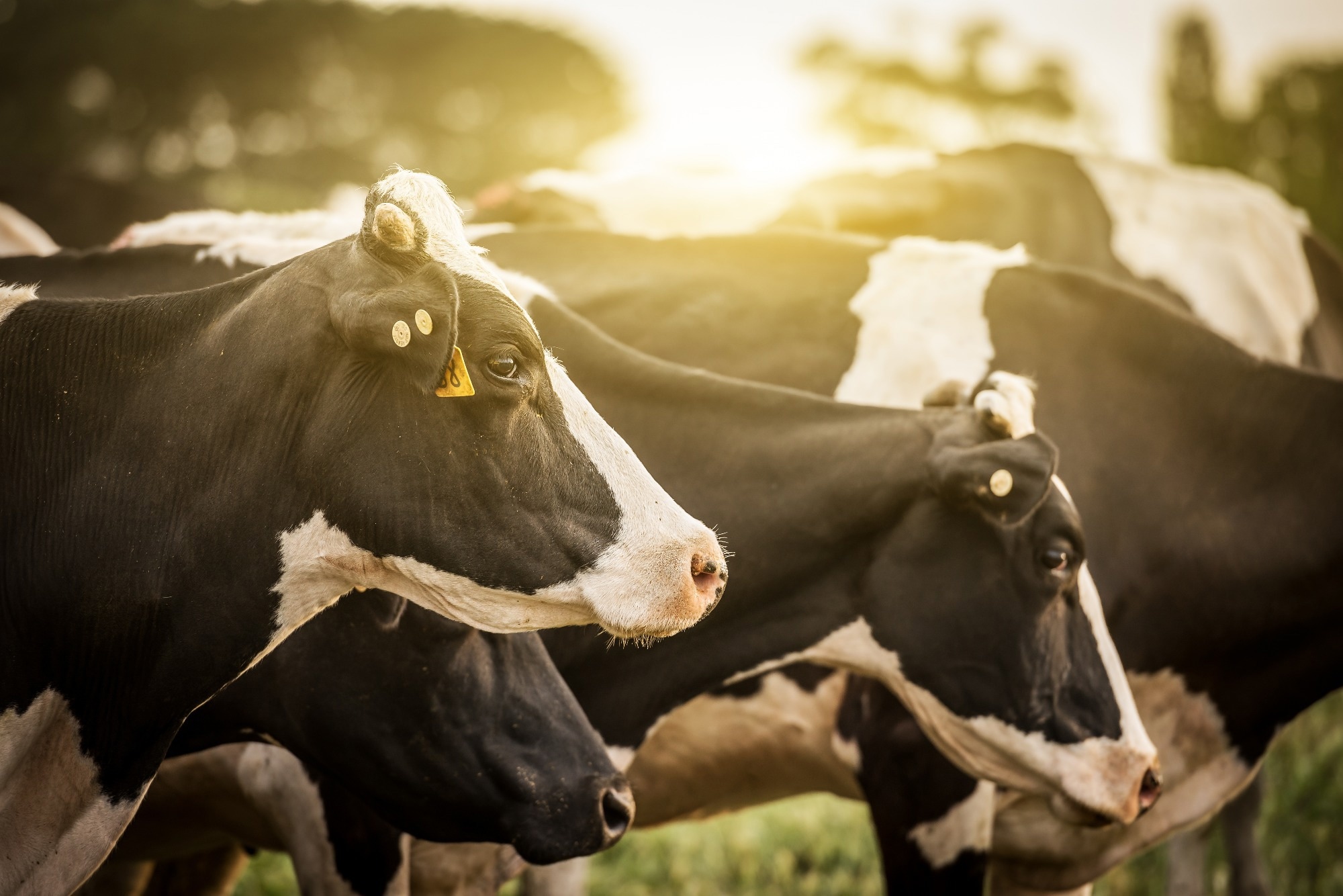 L'augmentation des épidémies de brucellose bovine en Israël menace les fermes laitières et la santé publique