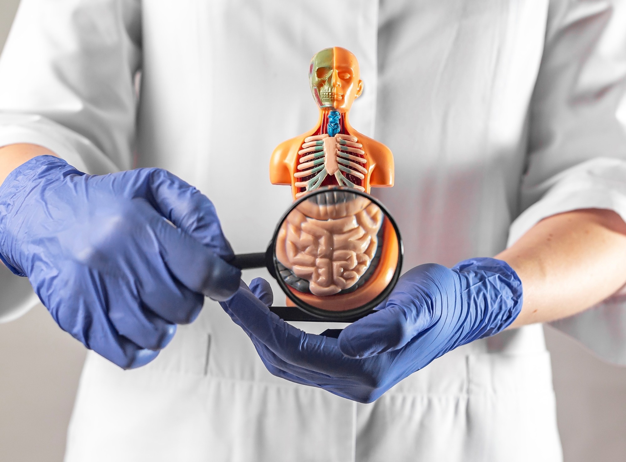 Study: Carotenoids Diet: Digestion, Gut Microbiota Modulation, and Inflammatory Diseases. Image Credit: valiantsin suprunovich