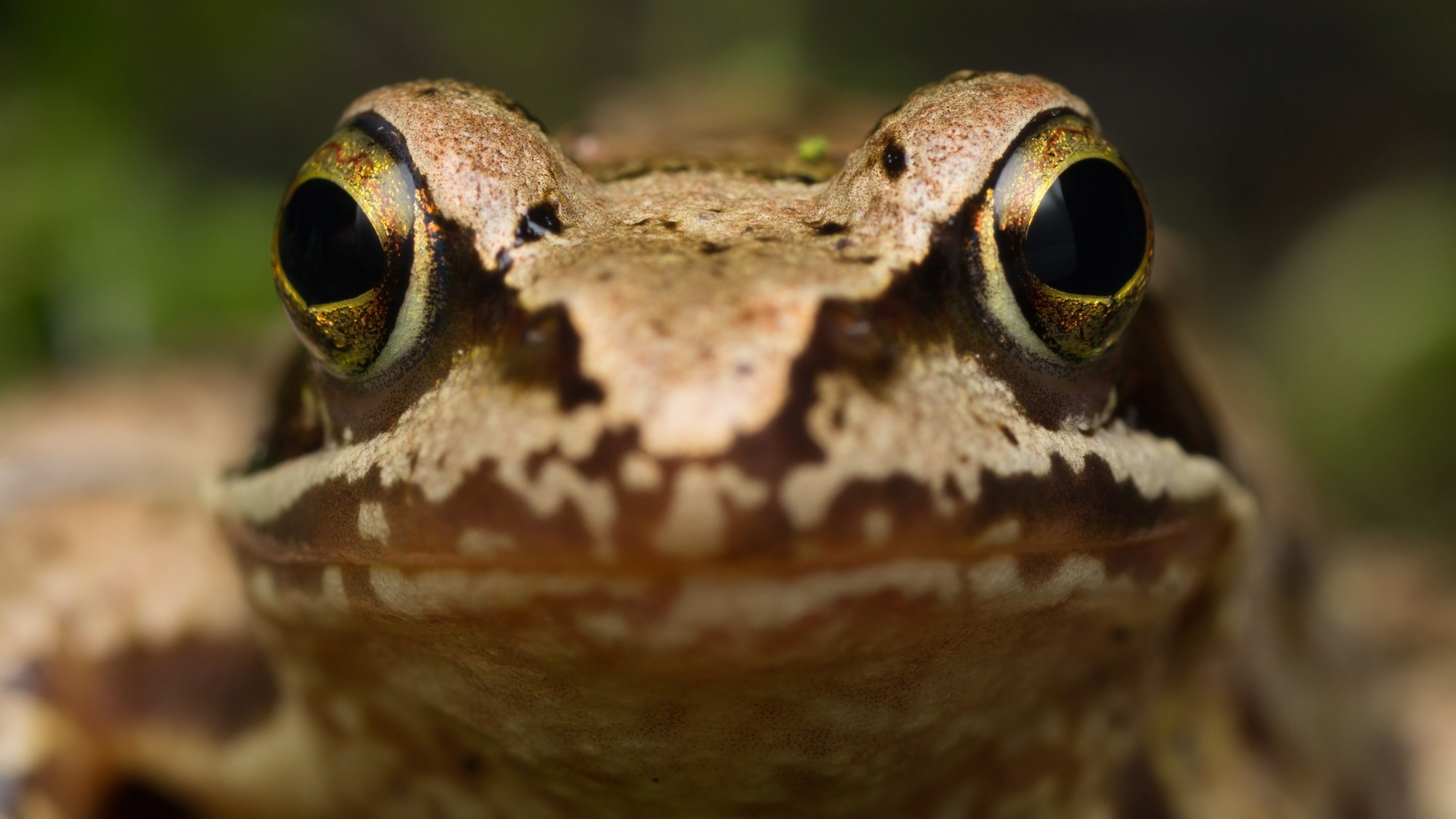 Le virus de la grenouille récemment découvert menace la conservation des amphibiens et la santé humaine