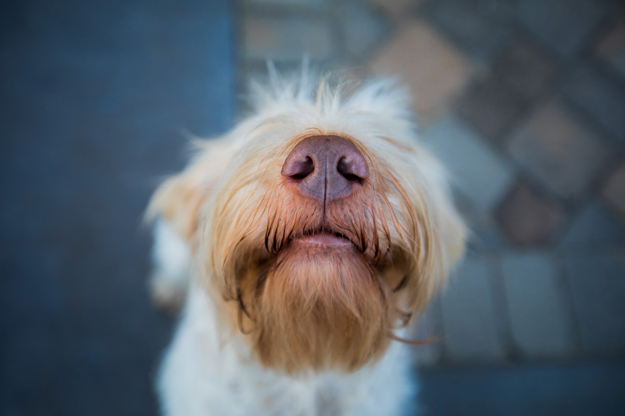 Les chiens reniflent le COVID-19 avec une grande précision, selon une étude
