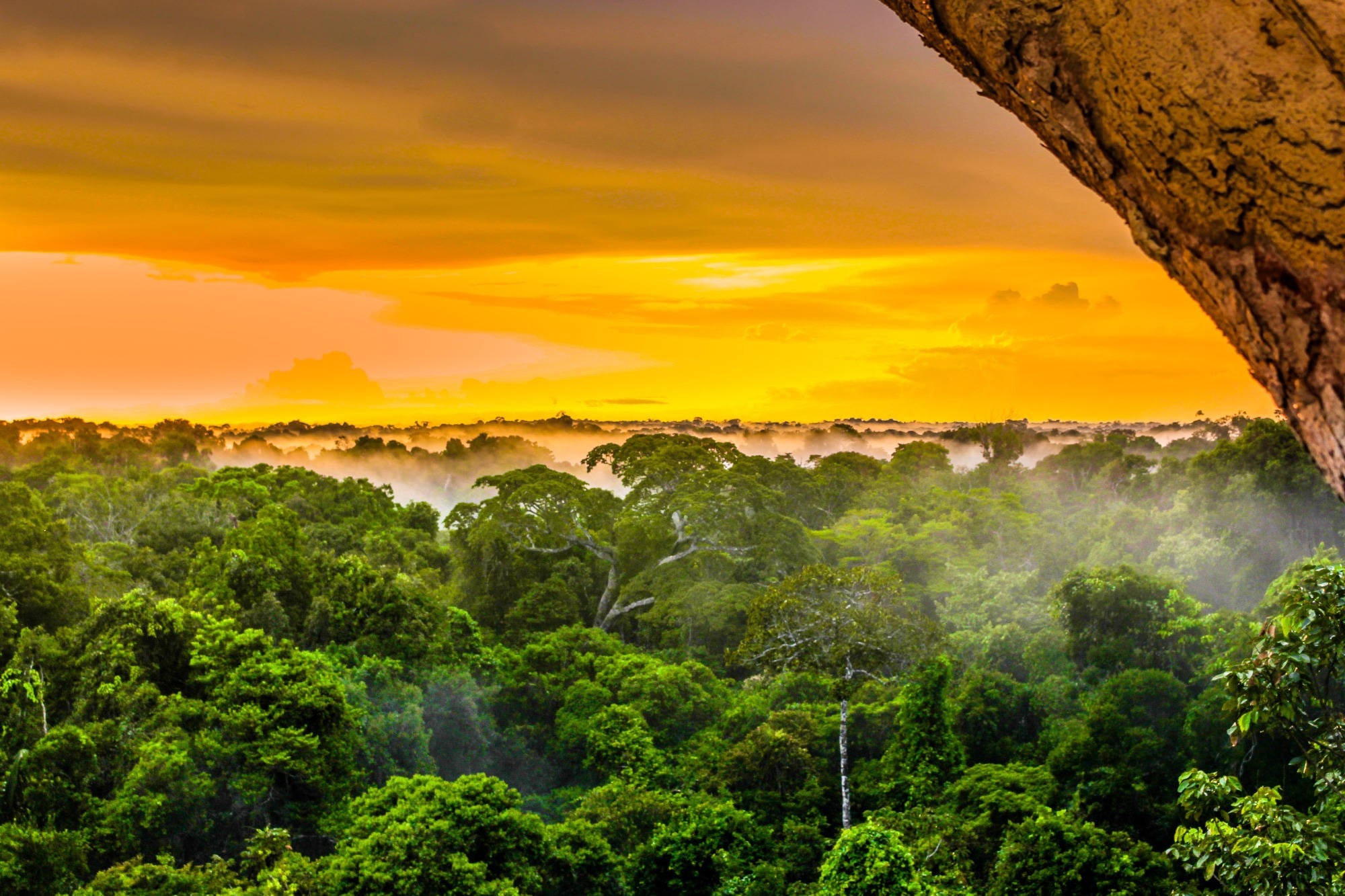 Study: Novel Rodent Arterivirus Detected in the Brazilian Amazon. Image Credit: streetflash / Shutterstock