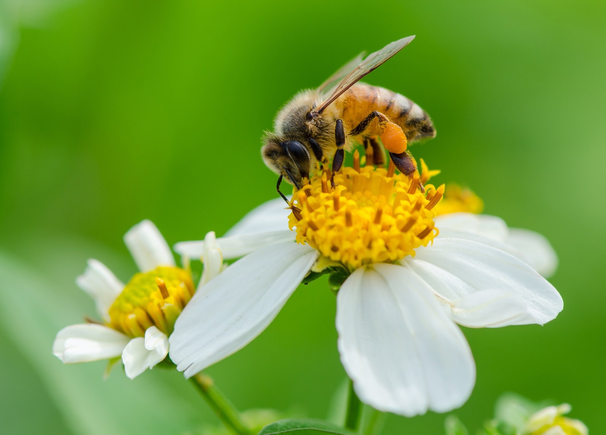 Study: Translational Research on Bee Pollen as a Source of Nutrients: A Scoping Review from Bench to Real World. Image Credit: TippaPatt/Shutterstock.com