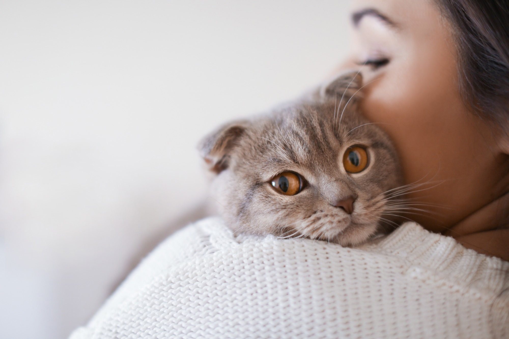 Study: SARS-CoV-2 Seroprevalence and Cross-Variant Antibody Neutralization in Cats, United Kingdom. Image Credit: AfricaStudio/Shutterstock.com