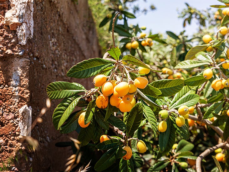 Les prunes japonaises peuvent aider à prévenir l'hypertension et les maladies cardiovasculaires