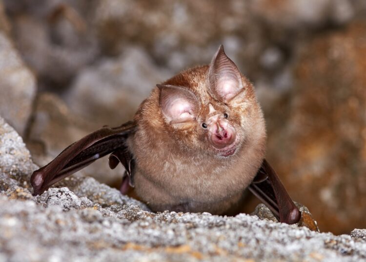 Study: Genomic screening of 16 UK native bat species through conservationist networks uncovers coronaviruses with zoonotic potential. Image Credit: aaltair/Shutterstock.com