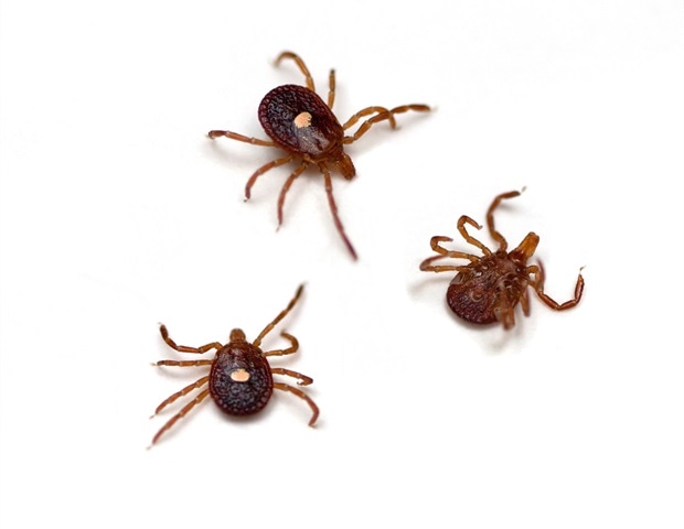 Explorer comment les tiques porteuses du virus Bourbon se déplacent à travers la faune et les humains